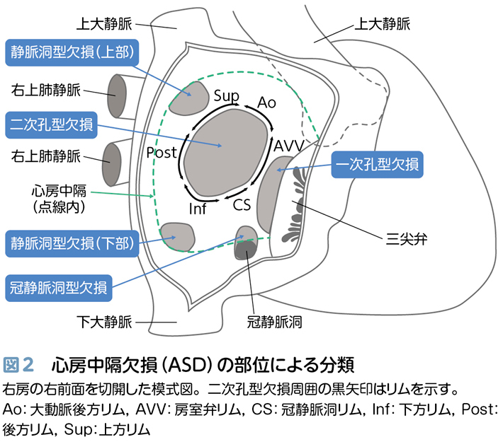 小児循環器入門 – 日本医事新報社